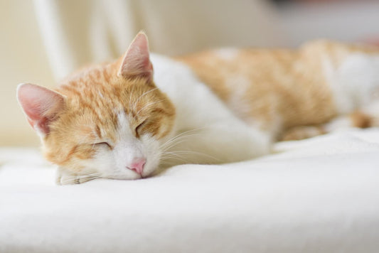 L'importanza del sonno