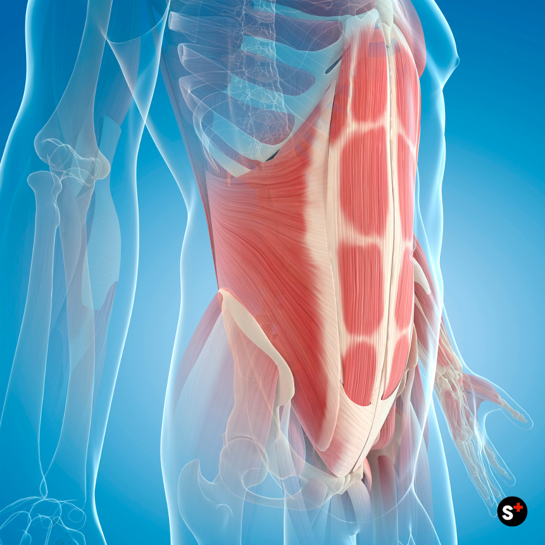 CREMA DIMAGRANTE PANCIA, FIANCHI E GAMBE